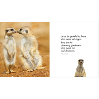 Little Book of Meerkat Magic